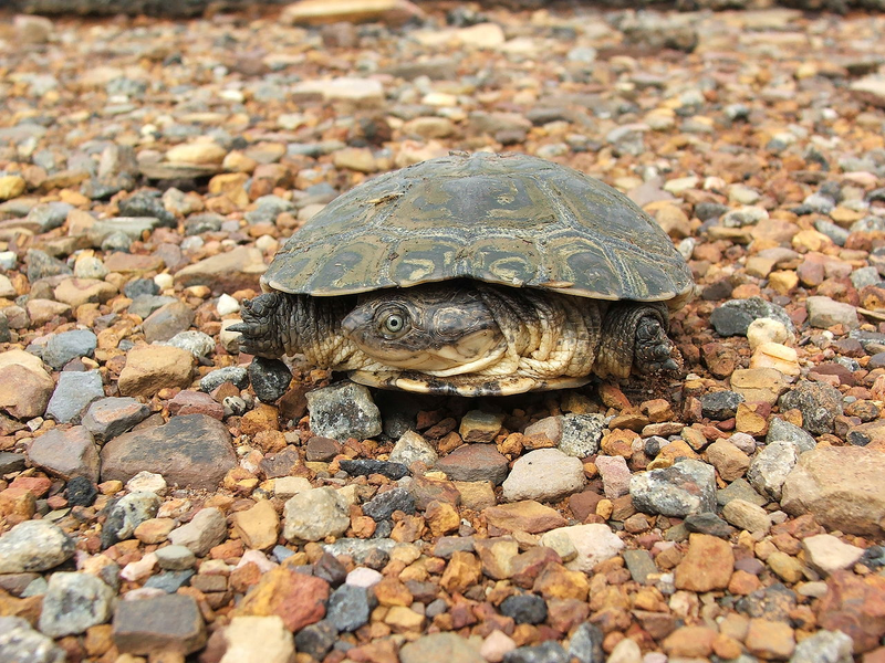 Illustration for article titled Por qué las tortugas pueden llegar a vivir hasta dos siglos